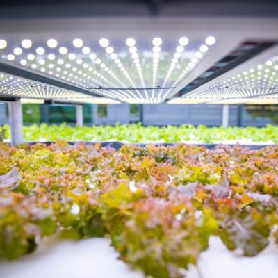Rows of lettuces growing inside a glass house. Image, UQ